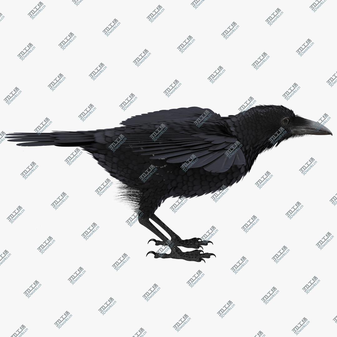 images/goods_img/2021040163/Common Raven Rigged for Cinema 4D 3D model/1.jpg
